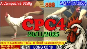 Xem video đá gà CPC4 trực tiếp hôm nay 20112025 full trận