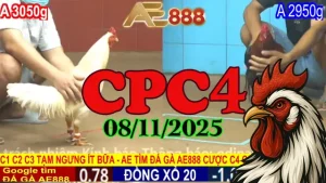 Tổng Hợp Trực Tiếp Full Clip Đá Gà CPC 4 Thomo 08/11/2025 Hot Nhất