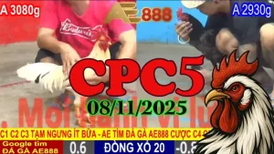 Tổng Hợp Full Clip Trực Tiếp Đá Gà CPC 5 Thomo 08/11/2025 Hot Nhất