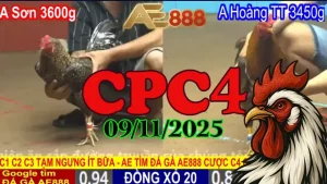 Xem Lại Trực Tiếp Đá Gà Tonhon CPC4 Ngày 09/11/2025