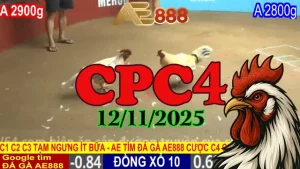 Xem Lại Toàn Bộ Đá Gà CPC4 Thomo 12/11/2025 Không Bỏ Lỡ