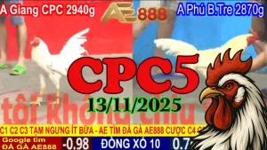 Clip Đá Gà Trực Tiếp Thomo CPC5 Full Trận Hôm Nay