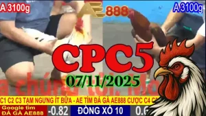 Xem lại clip đá gà Thomo CPC5 hôm nay 07/11/2025 - Màn đấu đỉnh cao
