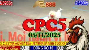 Clip đá gà CPC5 hôm nay 05/11/2025 xem lại full trận