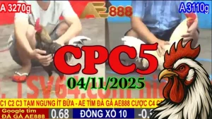 Phát Lại Toàn Bộ Đá Gà Thomo Đấu Trường C5 Ngày 04/11/2025