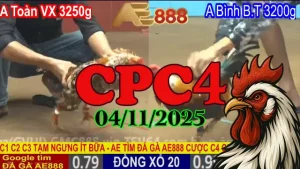 Phát Lại Toàn Bộ Đá Gà Thomo Đấu Trường C4 Ngày 04/11/2025