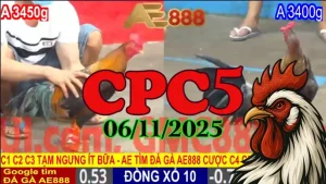 Clip đá gà trực tiếp Thomo CPC5 hôm nay 06/11/2025 chất lượng cao