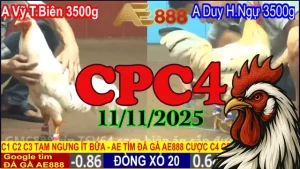 Video Phát Lại Đá Gà Thomo CPC4 Hôm Nay 11/11/2025 Toàn Bộ Trận