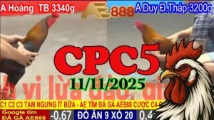 Tổng Hợp Video Clip Đá Gà CPC5 Hôm Nay 11/11/2025