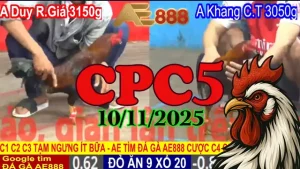 Clip full trận đá gà trực tiếp Thomo CPC5 hôm nay 10/11/2025