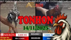 Video phát lại đá gà Tonhon hôm nay 14/11/2025 full trận