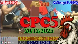 Clip Đá Gà Trực Tiếp CPC5 Hôm Nay 20122025 Chất Lượng HD