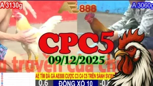 Clip đá gà trực tiếp CPC5 hôm nay 09122025 tốc độ cao