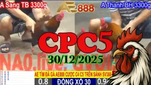 Clip tổng hợp trực tiếp đá gà CPC5 30122025