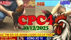 Clip trực tiếp đá gà CPC4 phát lại hôm nay 10122025 rõ nét