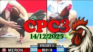 Đá Gà Trực Tiếp CPC3 Ngày 14122025 Không Giật Lag