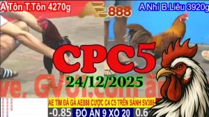 Đá gà Thomo CPC5 ngày 24122025 xem lại trọn bộ