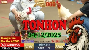 Full Clip Trực Tiếp Đá Gà Tonhon 24122025