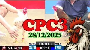 Full video trực tiếp đá gà CPC3 hôm nay 28122025 mới trong ngày