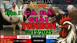 Gà Đá Giải Tonhon Trận 1 A Việt Vĩnh Long vs A Nguyên Cà Mau ( Hạng Cân 3.3kg)