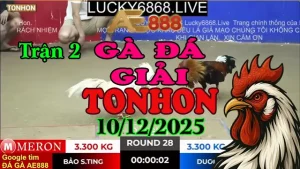 Gà Đá Giải Tonhon Trận 2 Anh Bảo Sting vs Anh Đuôn CPC (Hạng cân 3.3kg)