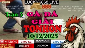 Gà Đá Giải Tonhon Trận 5 Anh Đuôn CPC vs Anh Việt Vĩnh Long (Hạng Cân 3.1kg)