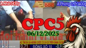 Phát lại clip đá gà trực tiếp CPC5 ngày 06122025 chuẩn HD