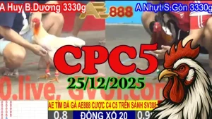 Tổng Hợp Clip Đá Gà Thomo CPC5 25122025