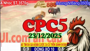 Tổng Hợp Video Đá Gà Thomo CPC5 Ngày 23122025