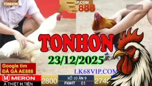 Tổng Hợp Video Đá Gà Tonhon 23122025