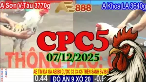 Tổng hợp clip đá gà trực tiếp CPC5 hôm nay 07122025