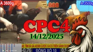 Trực Tiếp Đá Gà CPC4 Hôm Nay 14122025 Xem Phát Lại