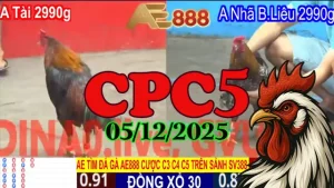 Trực Tiếp Đá Gà Thomo CPC5 05122025 – Link Phát Lại Mới Nhất