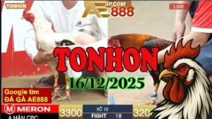 Trực Tiếp Đá Gà Tonhon Ngày 16122025 Qua Video