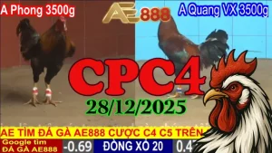 Trực tiếp đá gà CPC4 hôm nay 28122025 mới trong ngày