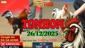 Video Clip Đá Gà Tonhon Hôm Nay 26122025 Đặc Sắc