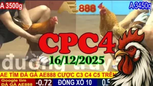 Video Đá Gà CPC4 Hôm Nay 16122025 – Trực Tiếp & Phát Lại