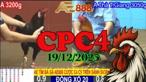 Video Đá Gà Trực Tiếp CPC4 19122025 Full Clip Phát Lại