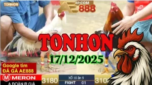 Video đá gà Tonhon trực tiếp phát lại ngày 17122025