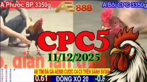 Video đá gà trực tiếp CPC5 hôm nay 11122025 phát lại tốc độ cao