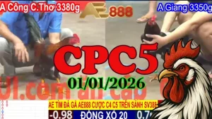 Video trực tiếp đá gà CPC5 01012026 đầy đủ trận đấu