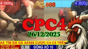 Xem Lại Clip Đá Gà Thomo CPC4 Ngày 26122025