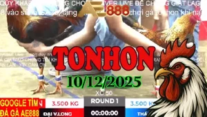 Xem Lại Đá Gà Tonhon Hôm Nay 10122025 Trực Tiếp Full HD