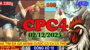 Xem Lại Trận Đấu Đá Gà Trực Tiếp CPC4 Hôm Nay 02122025