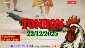 Xem clip đá gà Tonhon 22122025 trực tiếp online