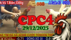 Xem lại clip đá gà trực tiếp Thomo CPC4 ngày 29122025