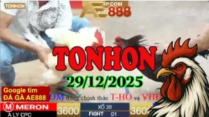 Xem lại clip đá gà trực tiếp Tonhon hôm nay 29122025