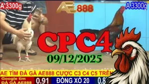 Xem lại trực tiếp đá gà CPC4 hôm nay 09122025 chuẩn nét