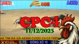 Xem nhanh trực tiếp đá gà Thomo CPC4 hôm nay 11122025 không lag