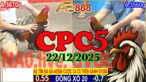 Xem video đá gà CPC5 hôm nay 22122025 online